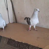 شامی کاکلی|پرنده|مشهد, نیزه|دیوار