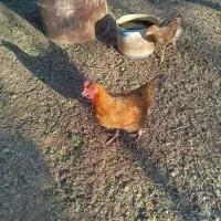 مرغ وخروس