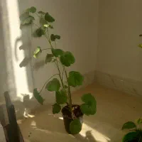 گل طبیعی|گل و گیاه طبیعی|تربت‌حیدریه, شهرک ولیعصر|دیوار