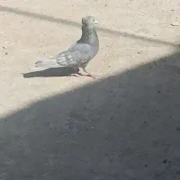 کبوتر سرور