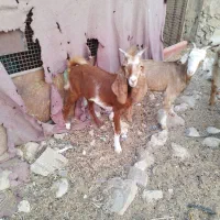 دو عدد بز جوان عدانی|حیوانات مزرعه|خورموج, |دیوار