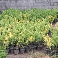 شمشاد طلایی عمده