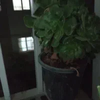 فروش گل ها|گل و گیاه طبیعی|هشتگرد, هشتگرد قدیم|دیوار