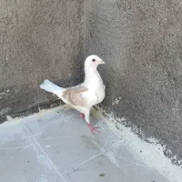 کبوتر گراف  پشت زرد نر