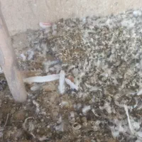 کودکبوتر‌