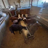 با سلام بره نرو ماده|حیوانات مزرعه|هشتگرد, خور|دیوار