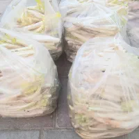 کنگر تازه و جوان