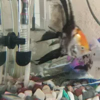 انجل کوی|ماهی|قم, شهرک فاطمیه|دیوار