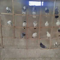 کبوتر کفتر سرور هما پاکستانی ابلغ کله دار مایهکفتر|پرنده|چهاردانگه (تهران), |دیوار