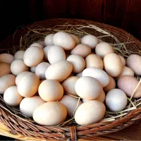 تخم مرغ محلی