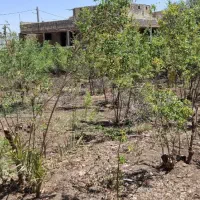فروش-ویلا-باغ