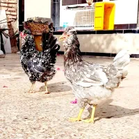((تخم مرغ)) نطفه دار گلین درجه۱