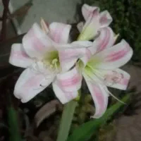 تعدادی گل باقیمت مناسب بفروش میرسد