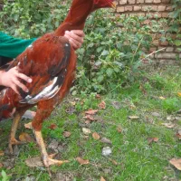 خروس ومرغ لاری