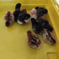 مرغ مادر و جوجه