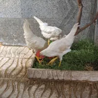 خروس ۴ماهه