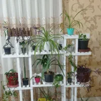 استند پایه گل روسی|گل و گیاه طبیعی|مشهد, شهید احمدی روشن|دیوار