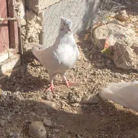 کفتر|پرنده|شیراز, بازار|دیوار