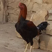 لاری|حیوانات مزرعه|بهارستان, |دیوار