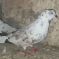 کفتر ذات دار