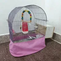 جفت عروس هلندی دوکت آلبینو مولد وایت فیس