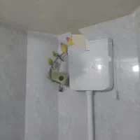 طوطی کوتوله