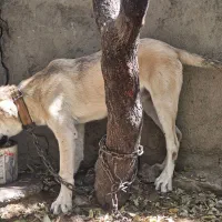 سگ گم شده|حیوانات|لار, |دیوار