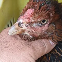 مرغ لاری کرچ به شرط توضیحات دقت کنید