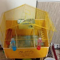 دو تا مرغ عشق نر با تمام وسایل
