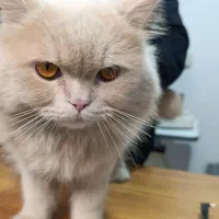 گربه نر پرشین|گربه|مشهد, ایثار|دیوار