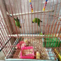 پرنده فروشی|پرنده|قم, خاکفرج|دیوار