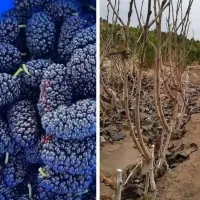 نهال توت|خدمات باغبانی و درختکاری|میاندوآب, |دیوار