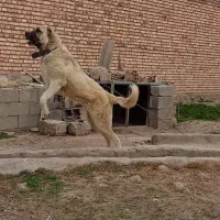 کانگال نر ۱ ساله وارداتی گله ای