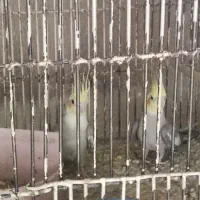 عروس هلندی معاوضه با قناری