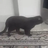 گربه اسکاتیش نر