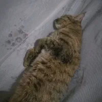 گربه دی اس اچ