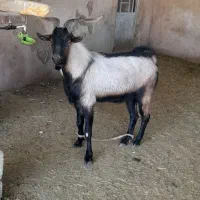 قوچ لاکن و نر بز آلپاین|حیوانات مزرعه|کرمان, |دیوار