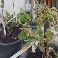 پرورش گل وگیاه آپارتمانی وحیاطی|خدمات باغبانی و درختکاری|گرگان, |دیوار