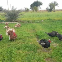 تخم بوقلمون بوربون و برنز|حیوانات مزرعه|باوی, |دیوار