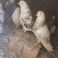 کبوتر|پرنده|باغ حلی, |دیوار