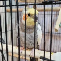 ۲ تا عروس هلندی به همراه کل لوازم قفس