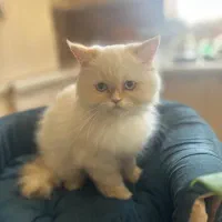 گربه هیمالین اصیل