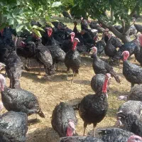 فروش بوقلمون محلی انگلیسی|حیوانات مزرعه|زاغه, |دیوار