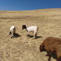 بزغاله نر|حیوانات مزرعه|دینور, |دیوار