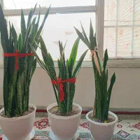 گل سانسوریا