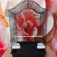 قفس عروس هلندی طوطی برزیلی مرغ عشق کاسکو قناری فنچ|لوازم جانبی حیوانات|تهران, نیروی هوایی (پیروزی)|دیوار