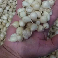موسیر کوچک