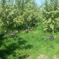 بوقلمون نرو ماده تخم گذار