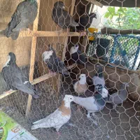 آلمانی رنگه سبز زاغ طوقی ریش ساده