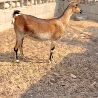 خالص و ناب|حیوانات مزرعه|بندر گناوه, |دیوار